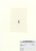 藏品(長枝沙菜)的圖片